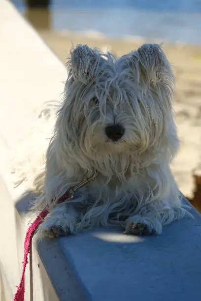 chien qui ne perd pas ses poils