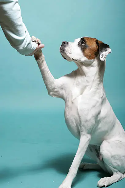 chien qui tremble