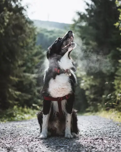 chien qui aboie