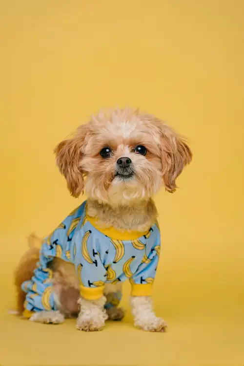 chien qui reste petit couché dans un panier