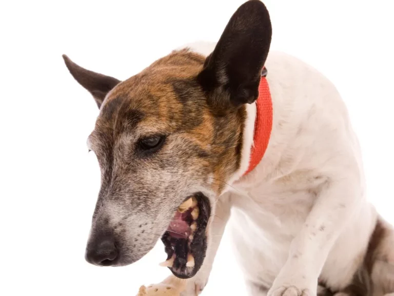 chien vomit